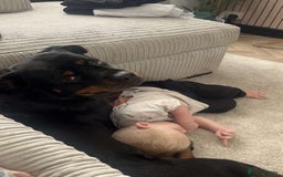 Rottweiler dogs for sale: Female Rottweiler  - Image 10