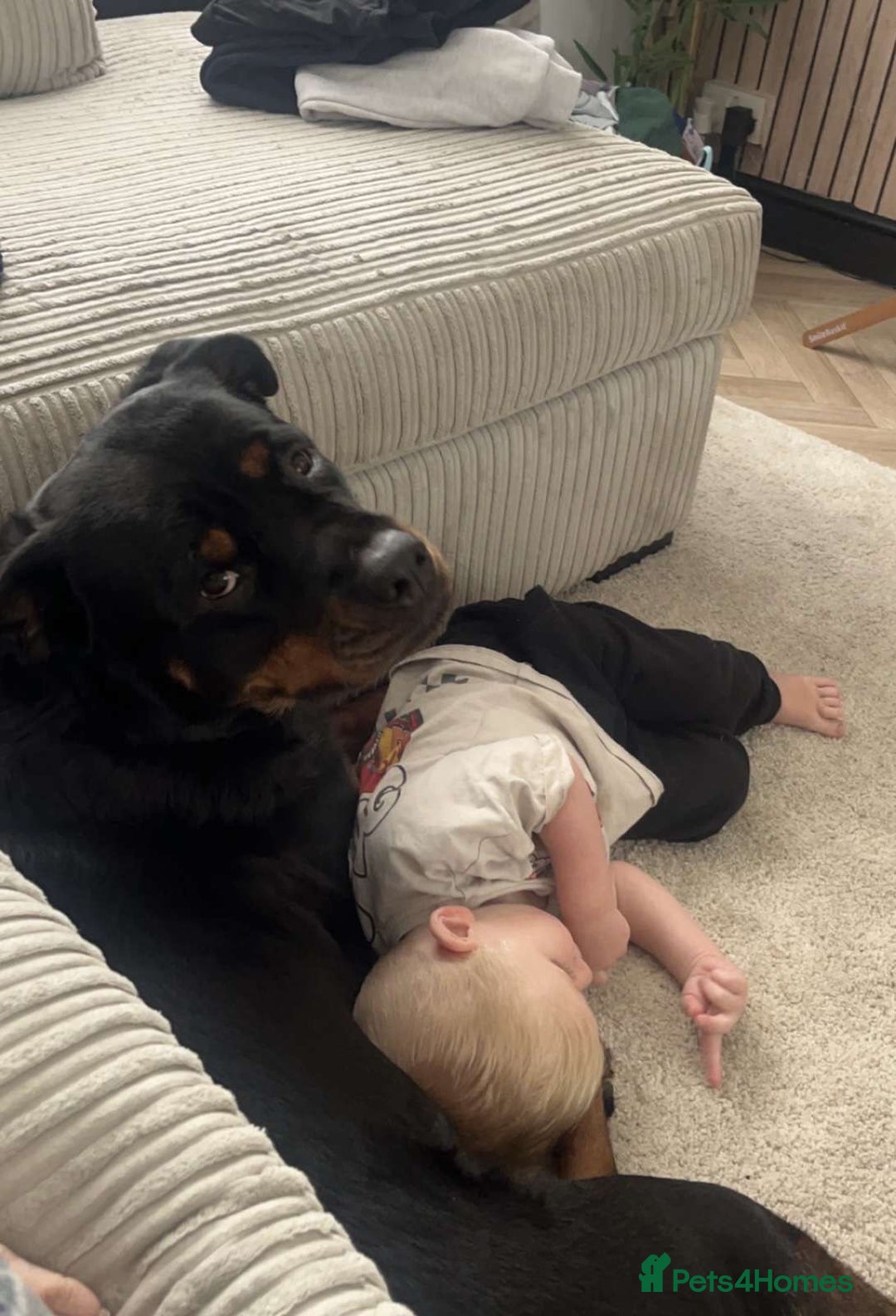 Rottweiler dogs for sale: Female Rottweiler  - Image 10