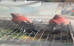 Parakeets birds for sale: 2 Rosa bourkes  - Image 3