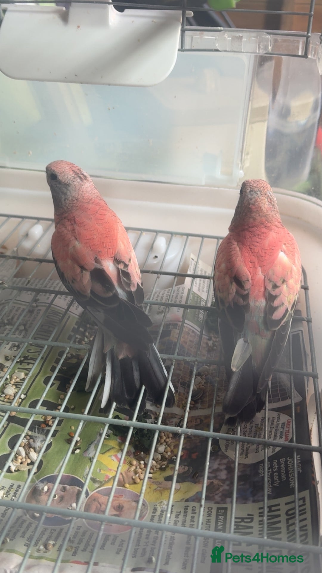 Parakeets birds for sale: 2 Rosa bourkes  - Image 3