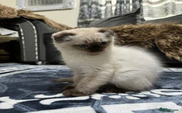 Scottish Fold cats for sale: 1 left Scottish fold  🌹 in Bradford - Image 6