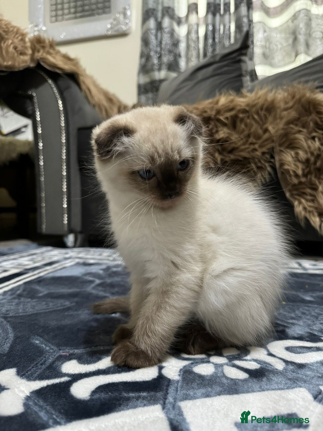 Scottish Fold cats for sale: 1 left Scottish fold  🌹 in Bradford - Image 6