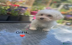 Maltipoo dogs for sale: RESERVED  Absolutely Stunning  Maltipoo GIRL - Image 1