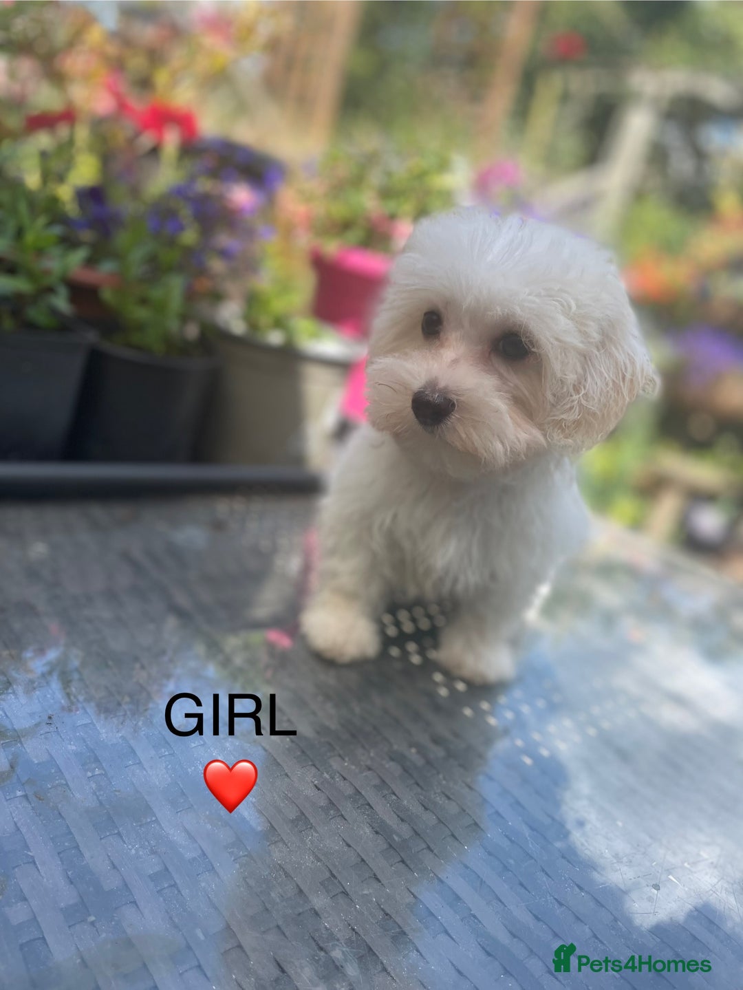 Maltipoo dogs for sale: RESERVED  Absolutely Stunning  Maltipoo GIRL - Image 1