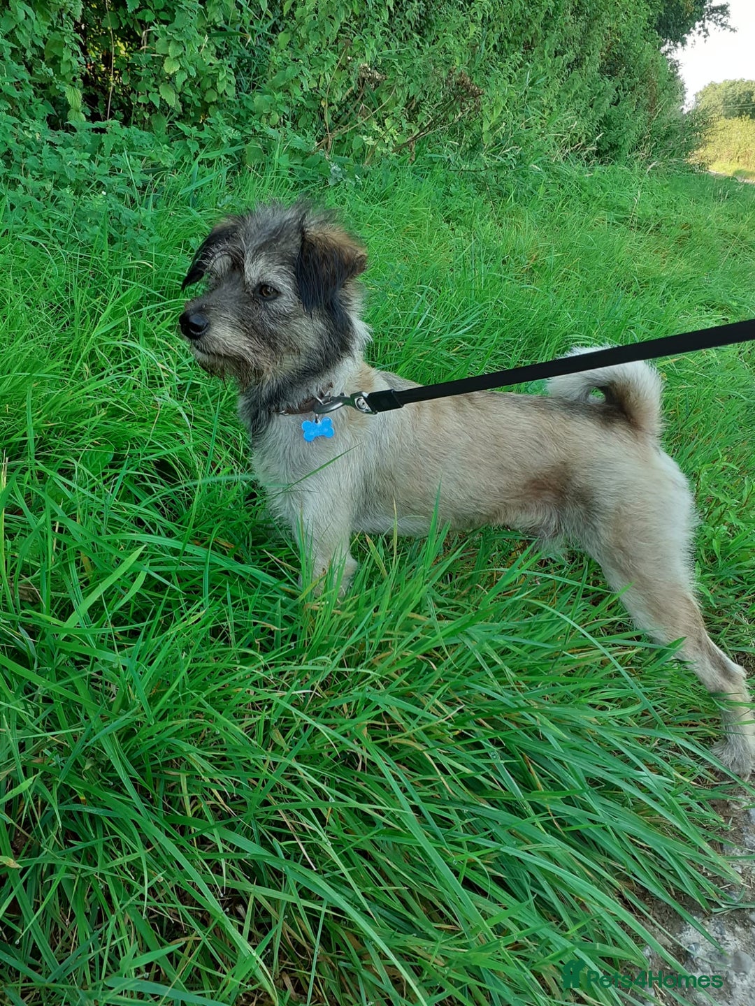Mixed Breed dogs for sale: Gorgeous Cockapoo/Jackapoo Puppies - Image 12