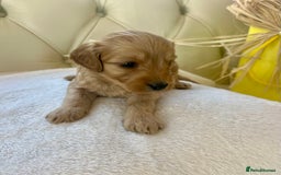 Cockapoo dogs for sale: 4⭐️Licensed F1b Cockapoos Exceptionally Bred - Image 6