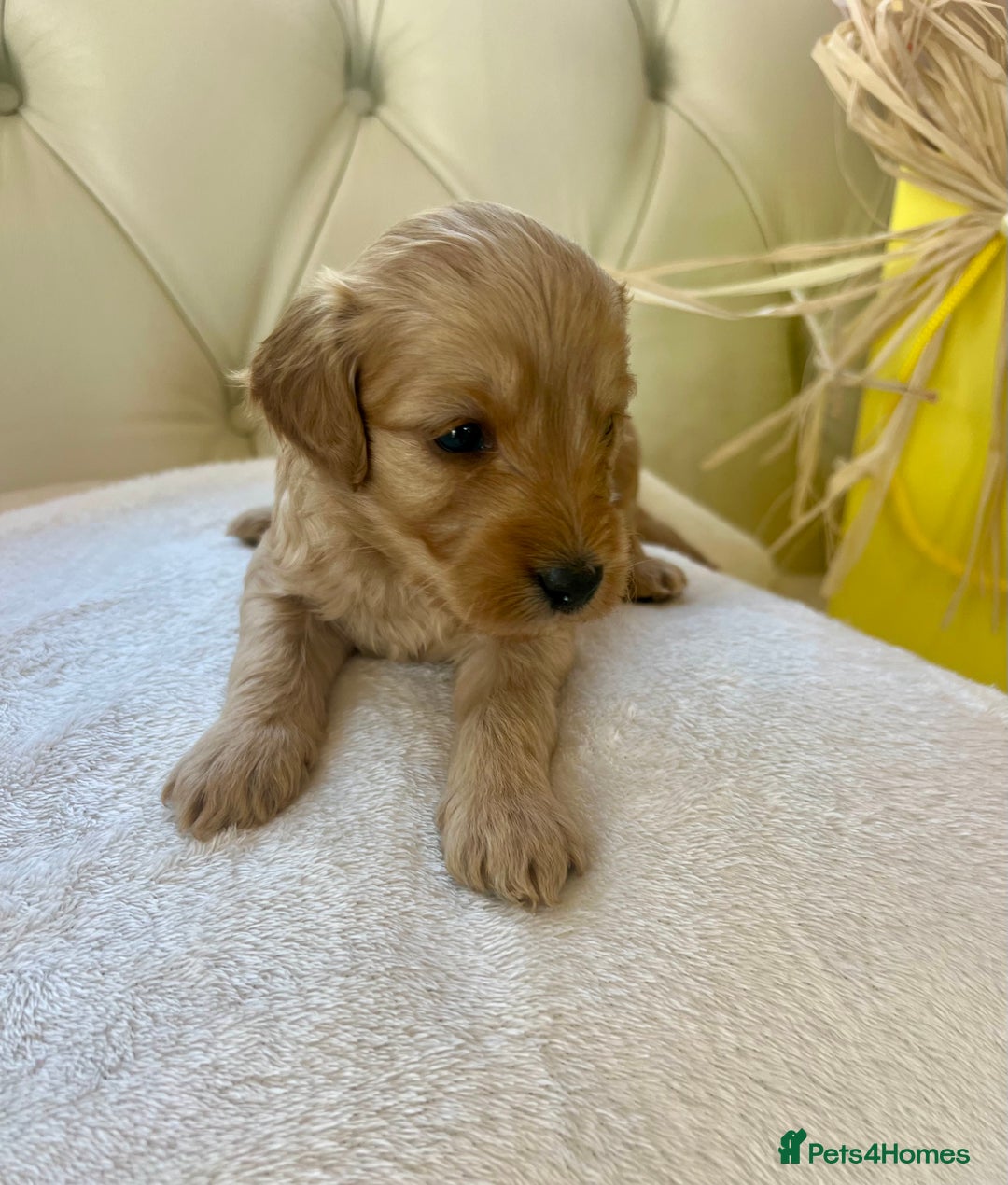 Cockapoo dogs for sale: 4⭐️Licensed F1b Cockapoos Exceptionally Bred - Image 6