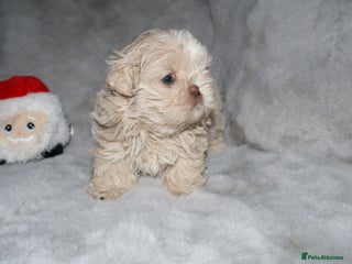 Shih Tzu dogs ✨️Exceptional Imperial Litter (LAST GIRL LEFT)✨️ - Advert 7