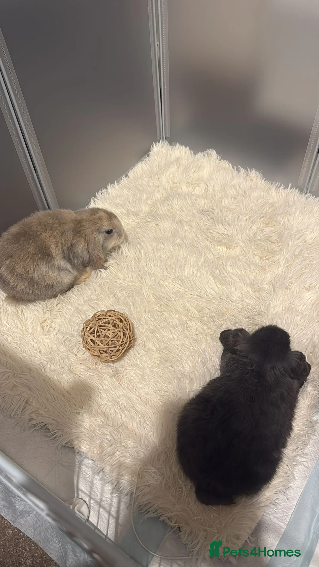 Mini Lop rabbits for sale: 2 male mini lops for sale in Birmingham - Advert 2