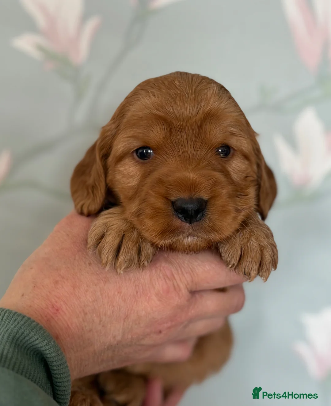 Cockapoo dogs for sale: Gorgeous F1b Cockapoos  - Advert 10
