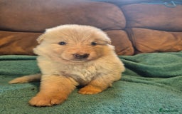 German Shepherd dogs for sale: KC German Shepherd Puppies Blue, White & Black/Tan - Image 31