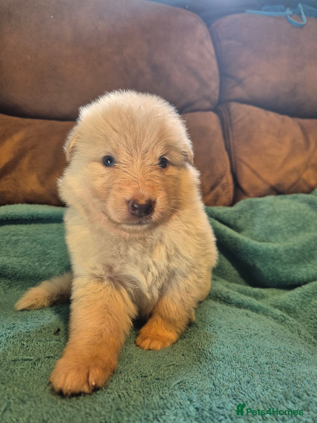German Shepherd dogs for sale: KC German Shepherd Puppies Blue, White & Black/Tan - Image 31