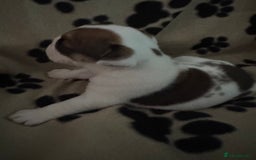 English Bulldog dogs for sale: KC Registered English Bulldog Puppies - Image 23