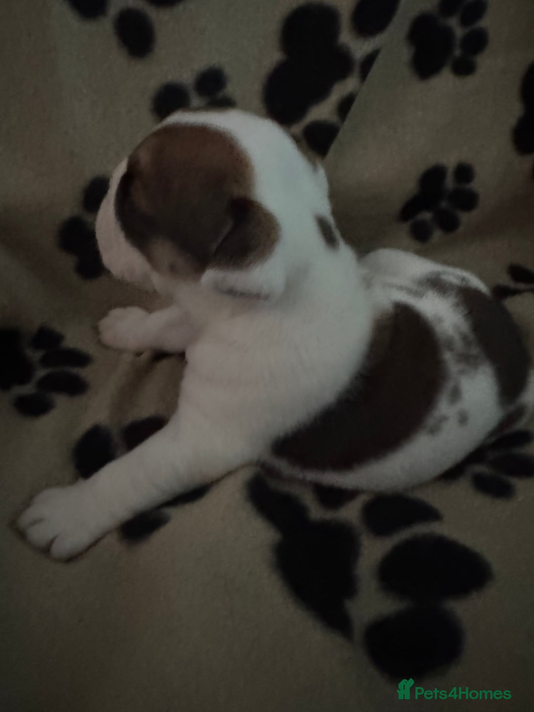 English Bulldog dogs for sale: KC Registered English Bulldog Puppies - Image 23