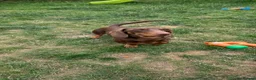 Miniature Dachshund dogs for sale: Miniature dacshund - Advert 2