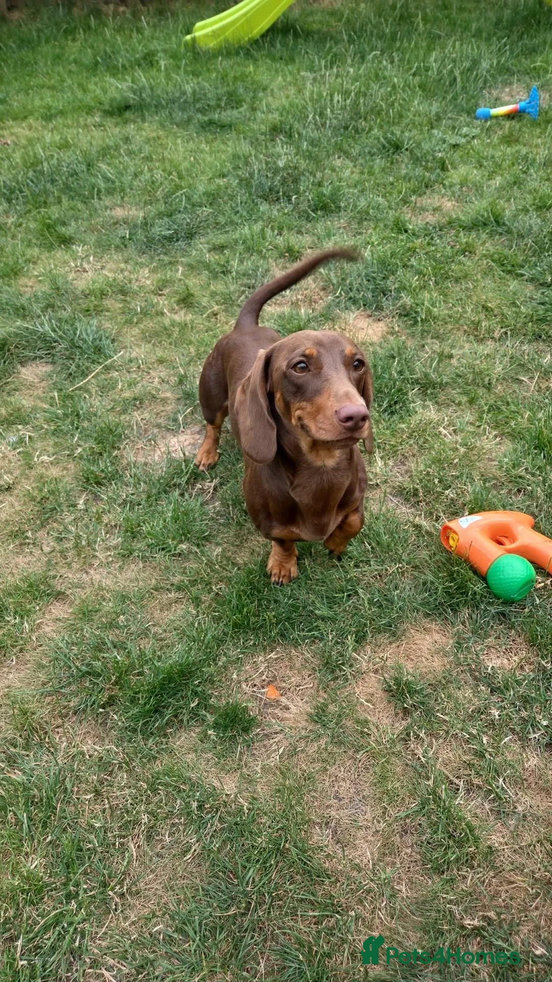 Miniature Dachshund dogs for sale: Miniature dacshund - Advert 2