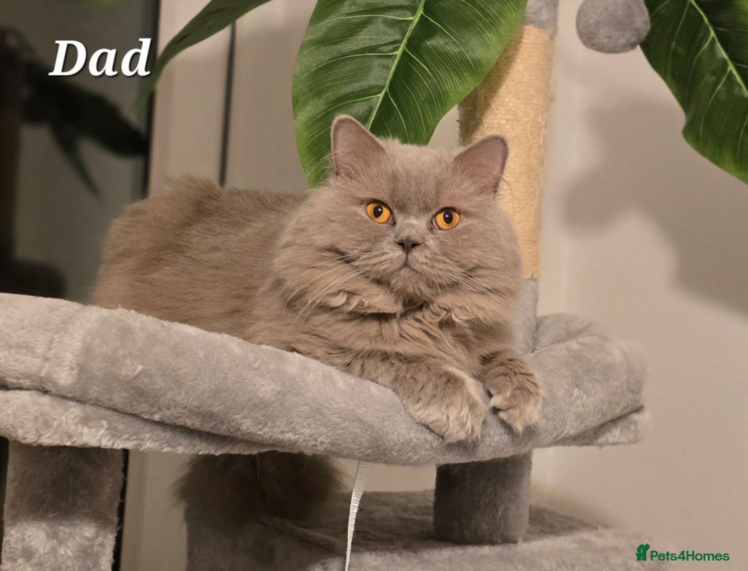 Mixed Breed cats for sale: Half Britishlonghair half Tuxedo! Only 1 left. - Image 13