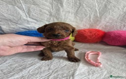Goldendoodle dogs for sale: 👑Superb Rare Toy/Mini Deepest Red Goldendoodles👑 - Image 5