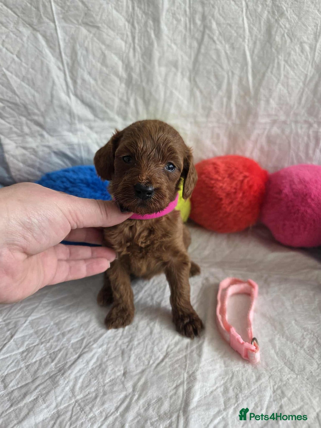 Goldendoodle dogs for sale: 👑Superb Rare Toy/Mini Deepest Red Goldendoodles👑 - Image 5
