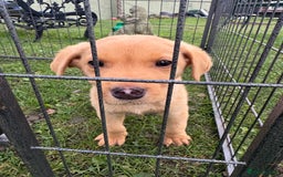 Labrador Retriever dogs for sale: One little boy left  - Image 2