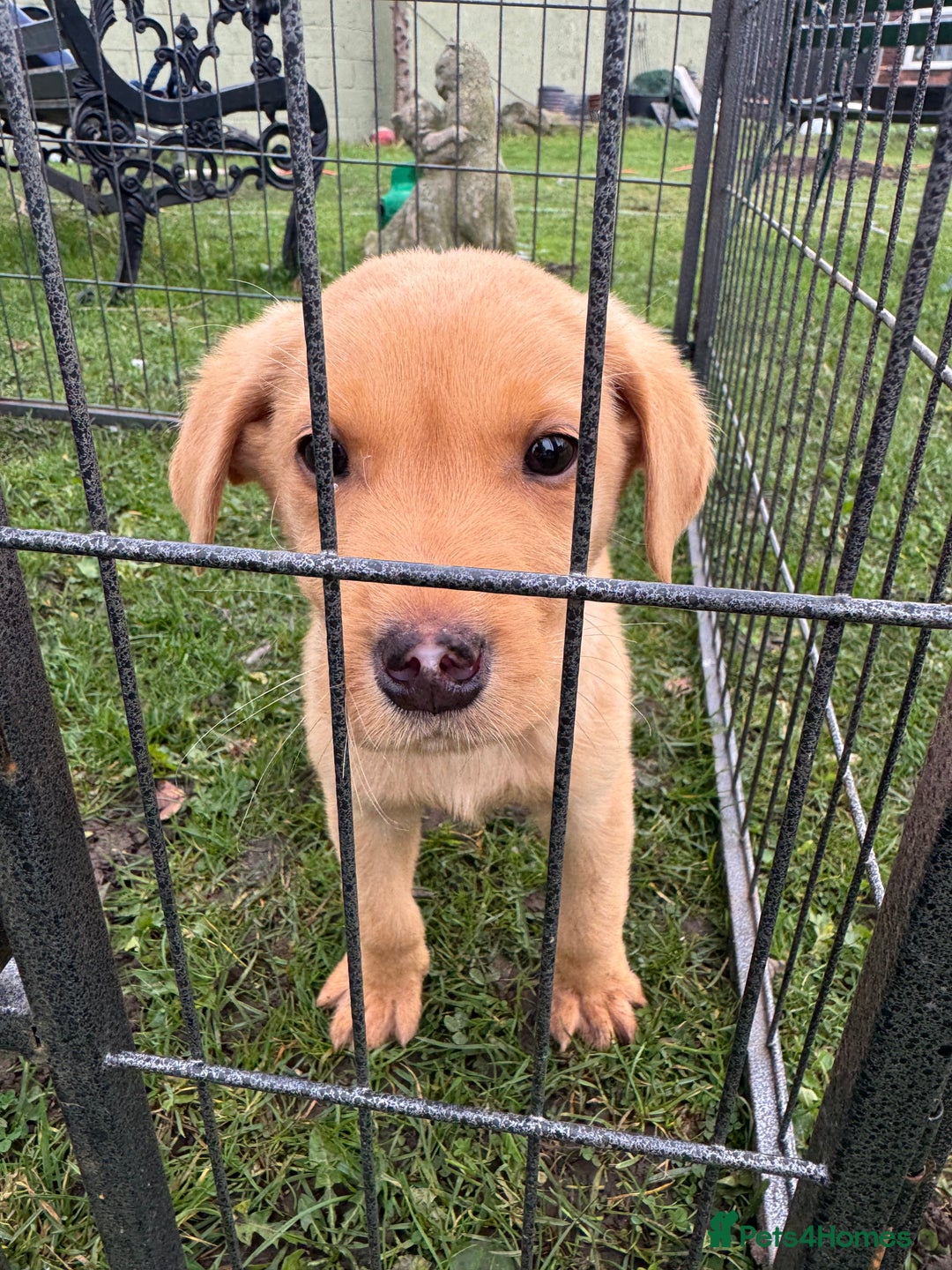 Labrador Retriever dogs for sale: One little boy left  - Image 2