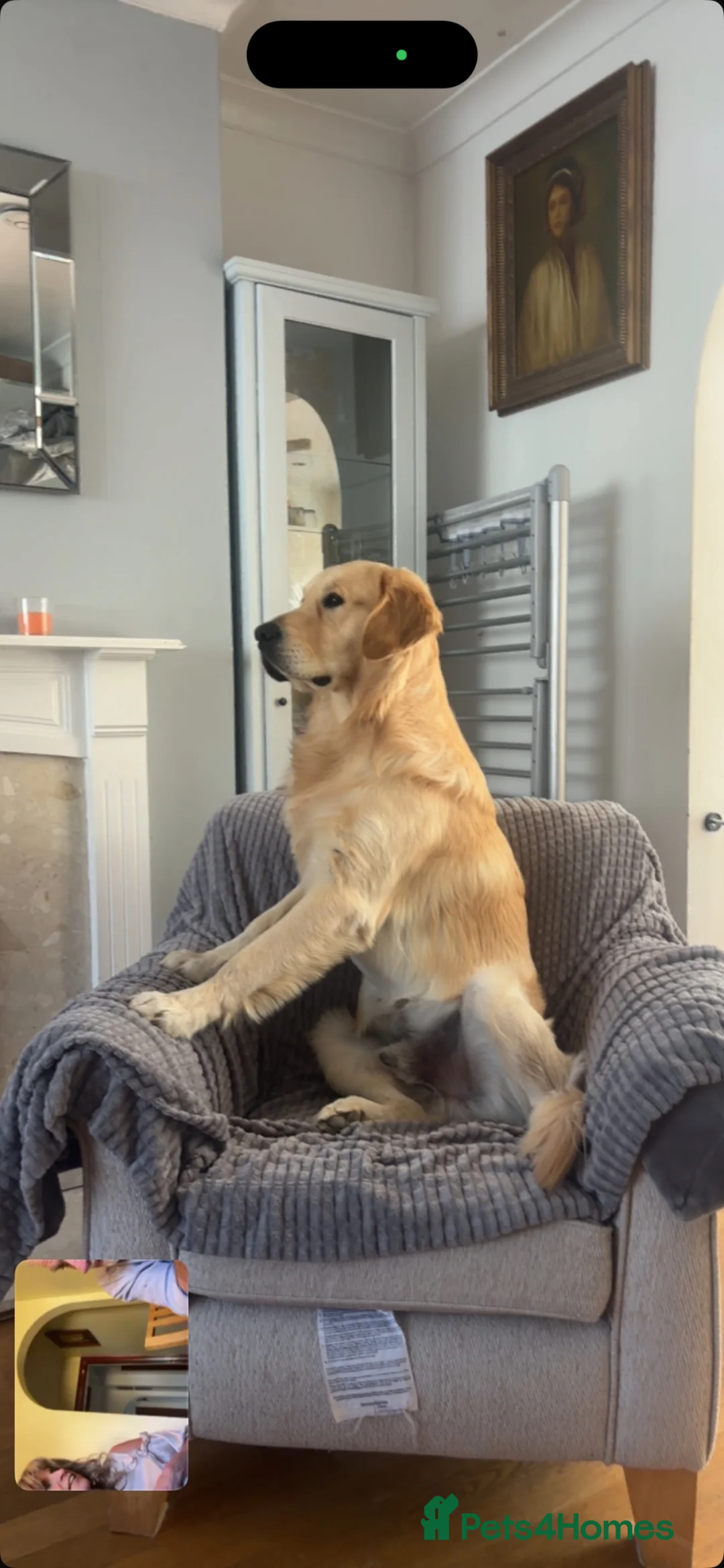 Golden Retriever dogs for stud: Golden retriever for stud all healthy  - Advert 1