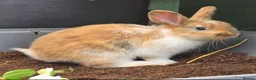 Mixed Breed rabbits for sale: Beautiful babies looking for forever families - Advert 2