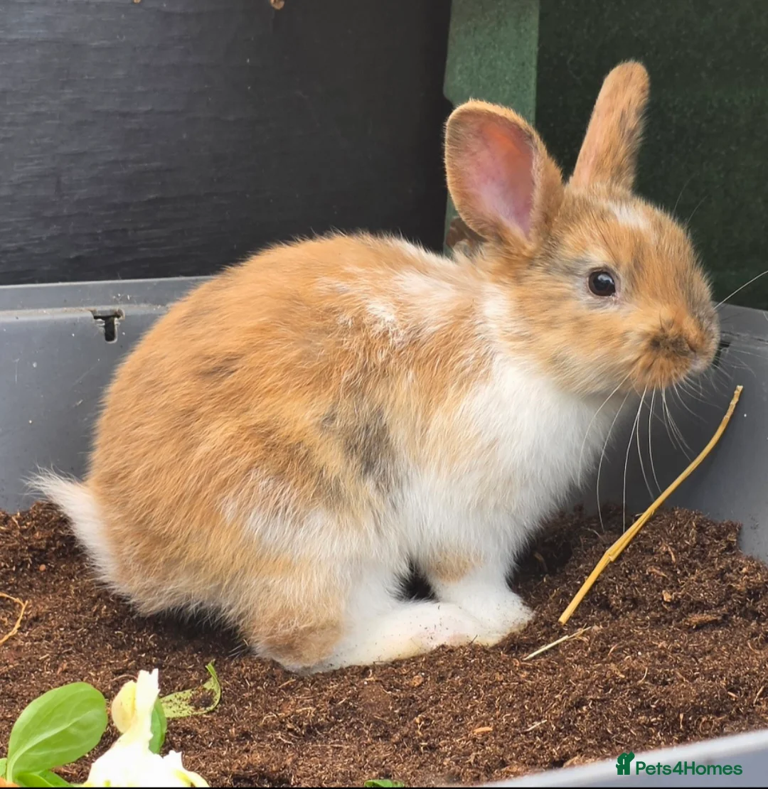 Mixed Breed rabbits for sale: Beautiful babies looking for forever families - Advert 2