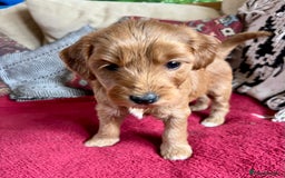 Mixed Breed dogs for sale: Australian Labradoodle Double Doodle puppies in Glastonbury - Image 8