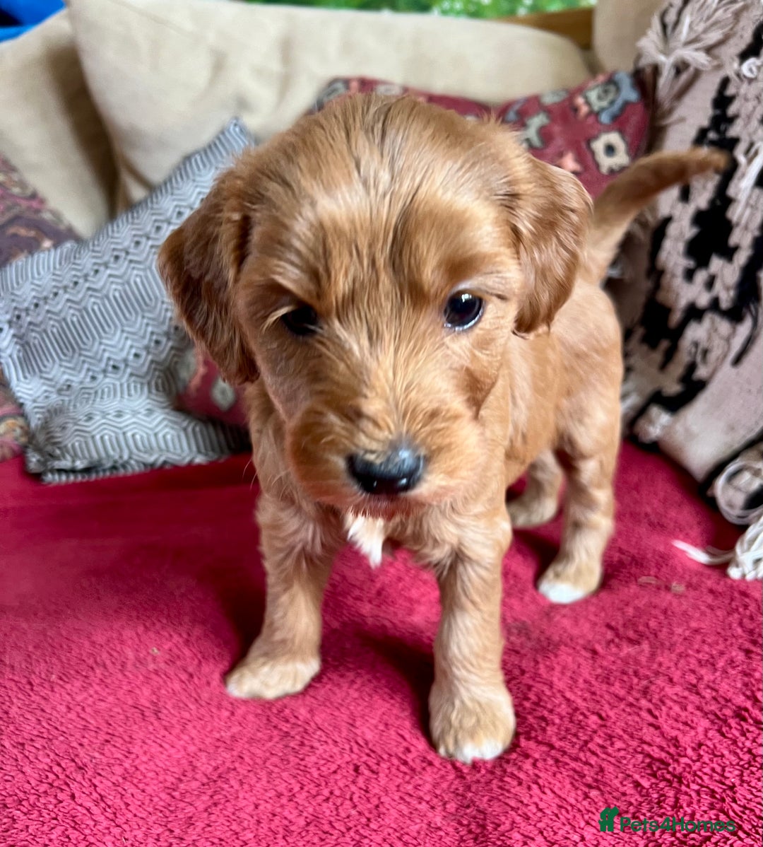 Mixed Breed dogs for sale: Australian Labradoodle Double Doodle puppies in Glastonbury - Image 8