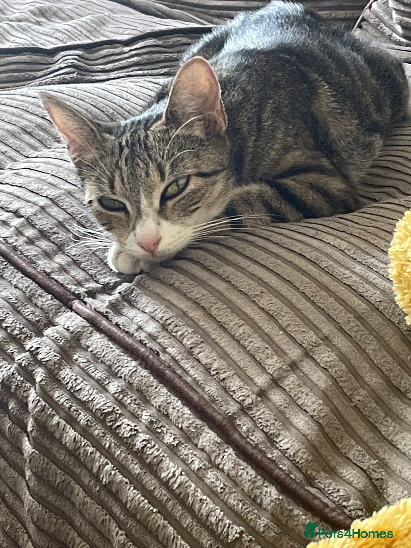 Domestic Shorthair cats Four kittens needing a home - Advert 3