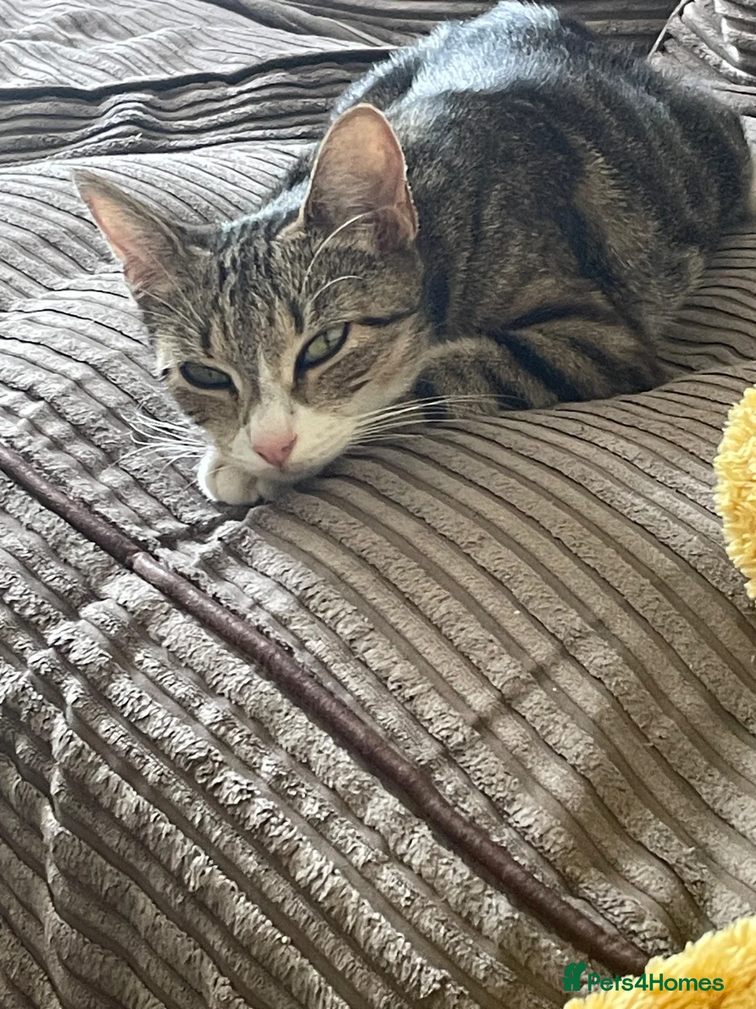 Domestic Shorthair cats for sale: Four kittens needing a home - Advert 1