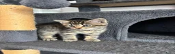 Mixed Breed cats for sale: Gorgeous tabby kittens  - Advert 14