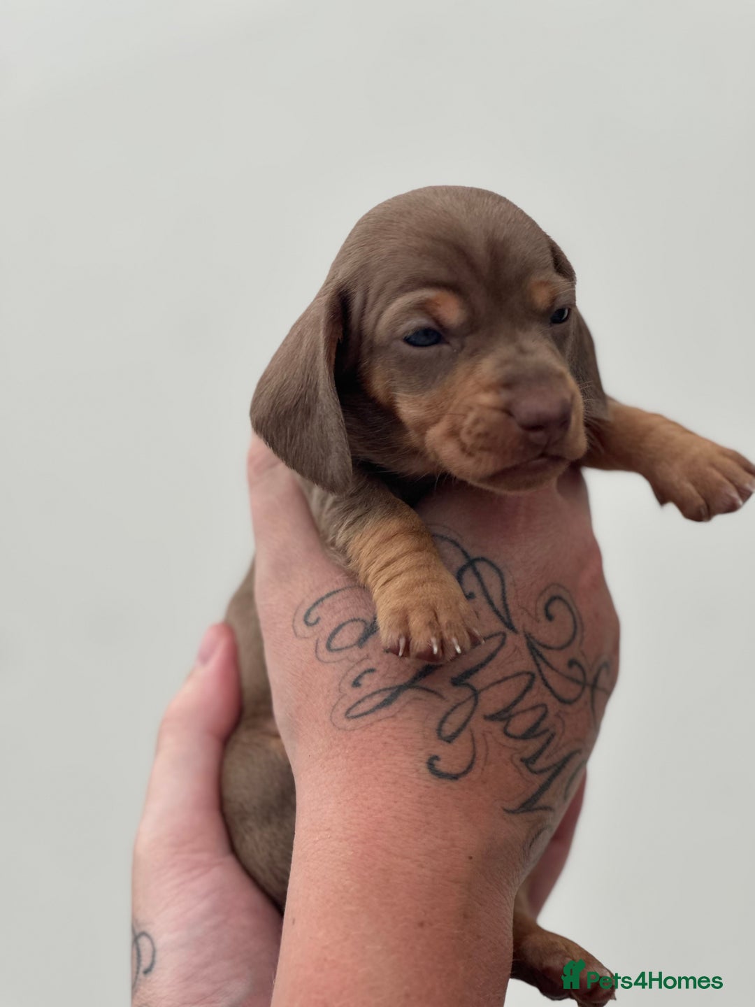 Miniature Dachshund dogs for sale: Smooth haired Miniature Dachshund - Image 32
