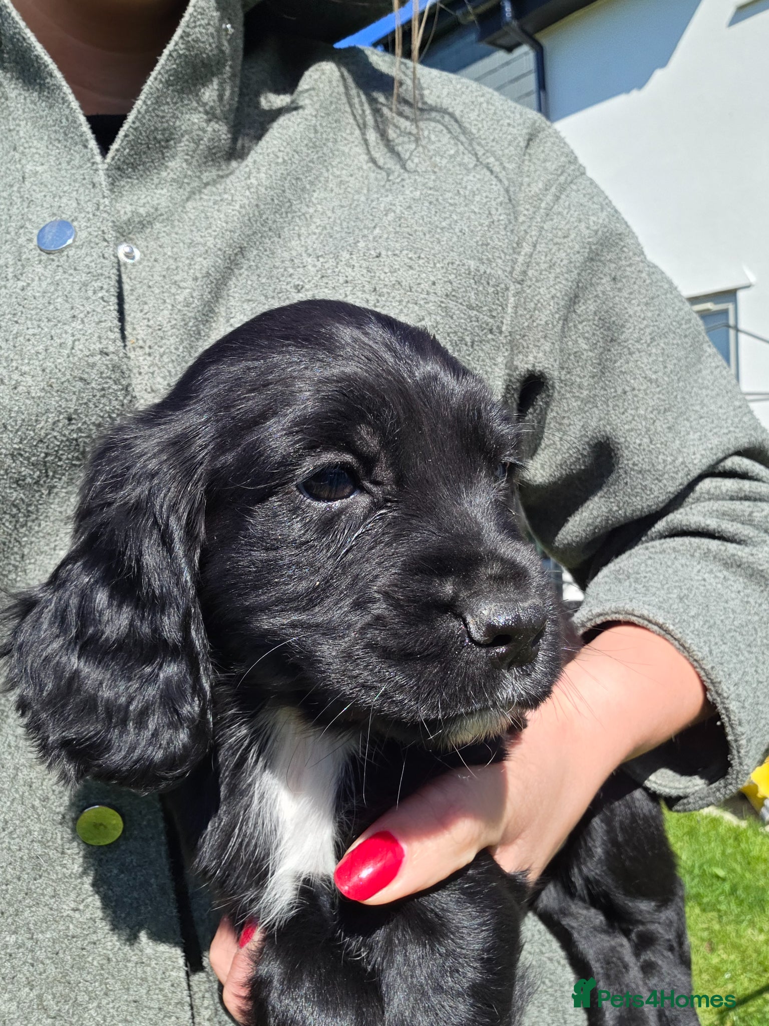Cocker Spaniel dogs Beautiful Bitch Cocker Spaniel - Advert 4