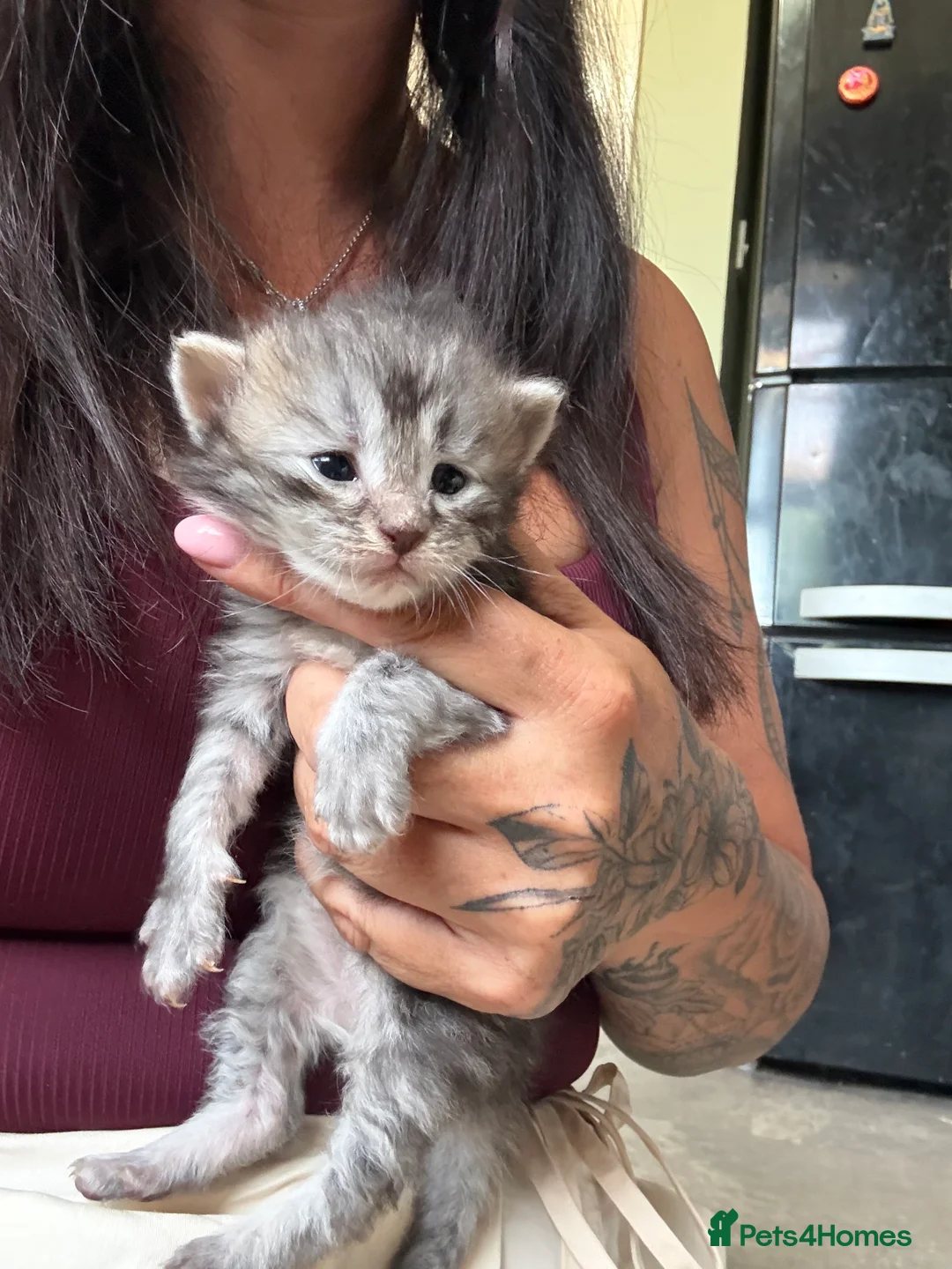 Maine Coon cats for sale: 6 Pure mainecoon kittens  - Advert 2