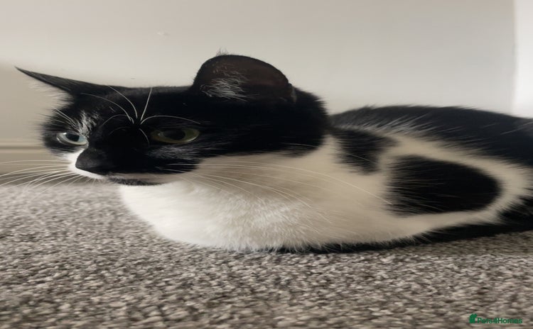Domestic Shorthair cats - Advert 2