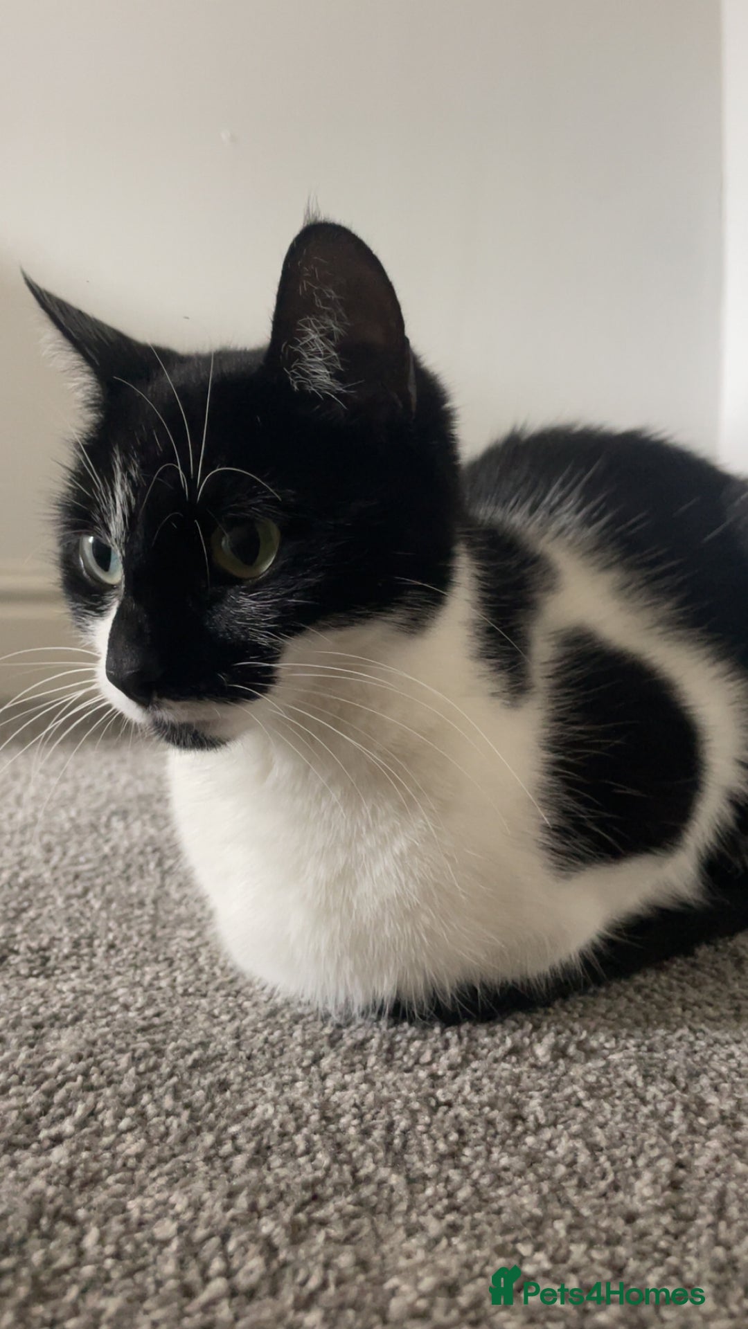 Domestic Shorthair cats for sale: Poppy - Image 1