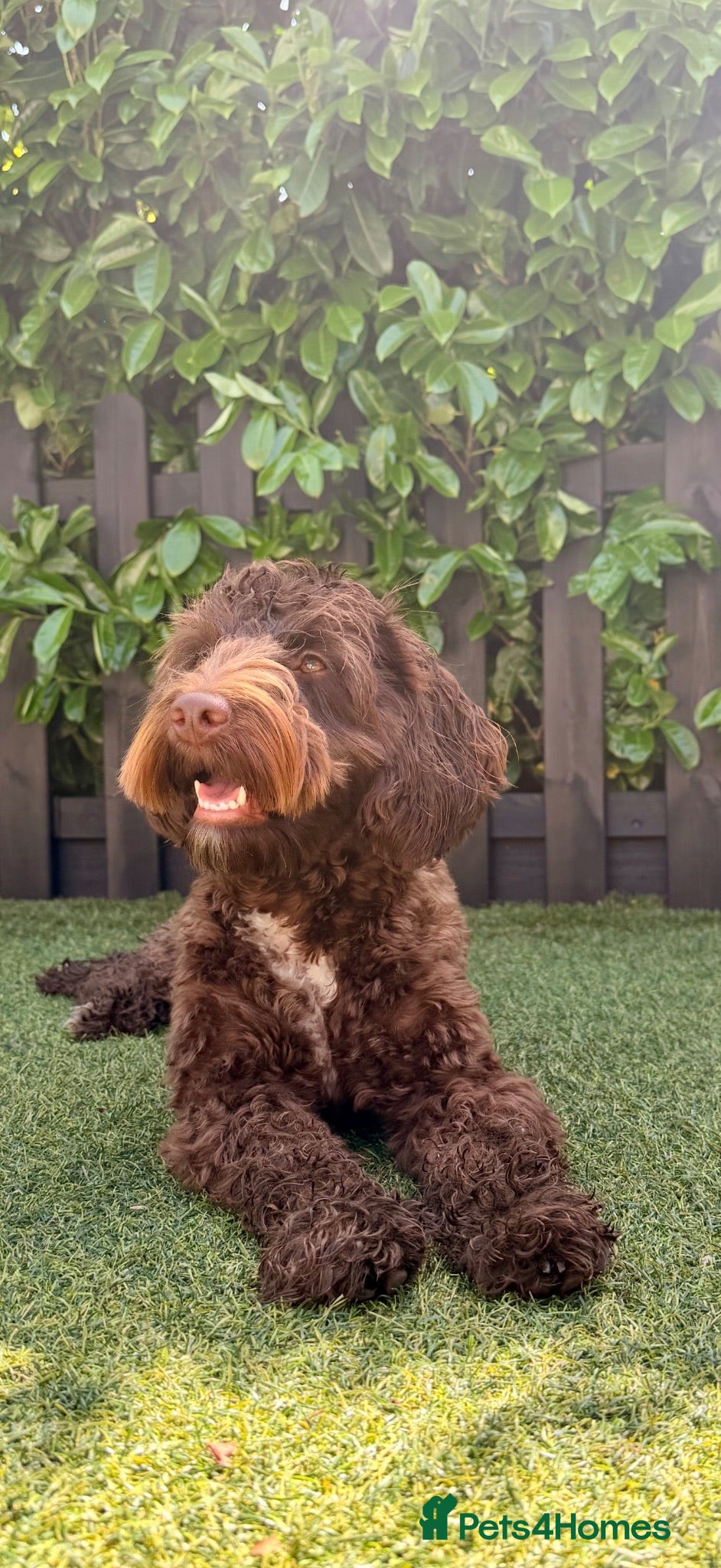 Cockapoo dogs Merle and Chocolate F1b Cockapoos Due Sept’ - Advert 2