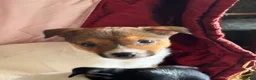Jack Russell dogs for sale: Jack Russell puppies ready now  - Advert 7