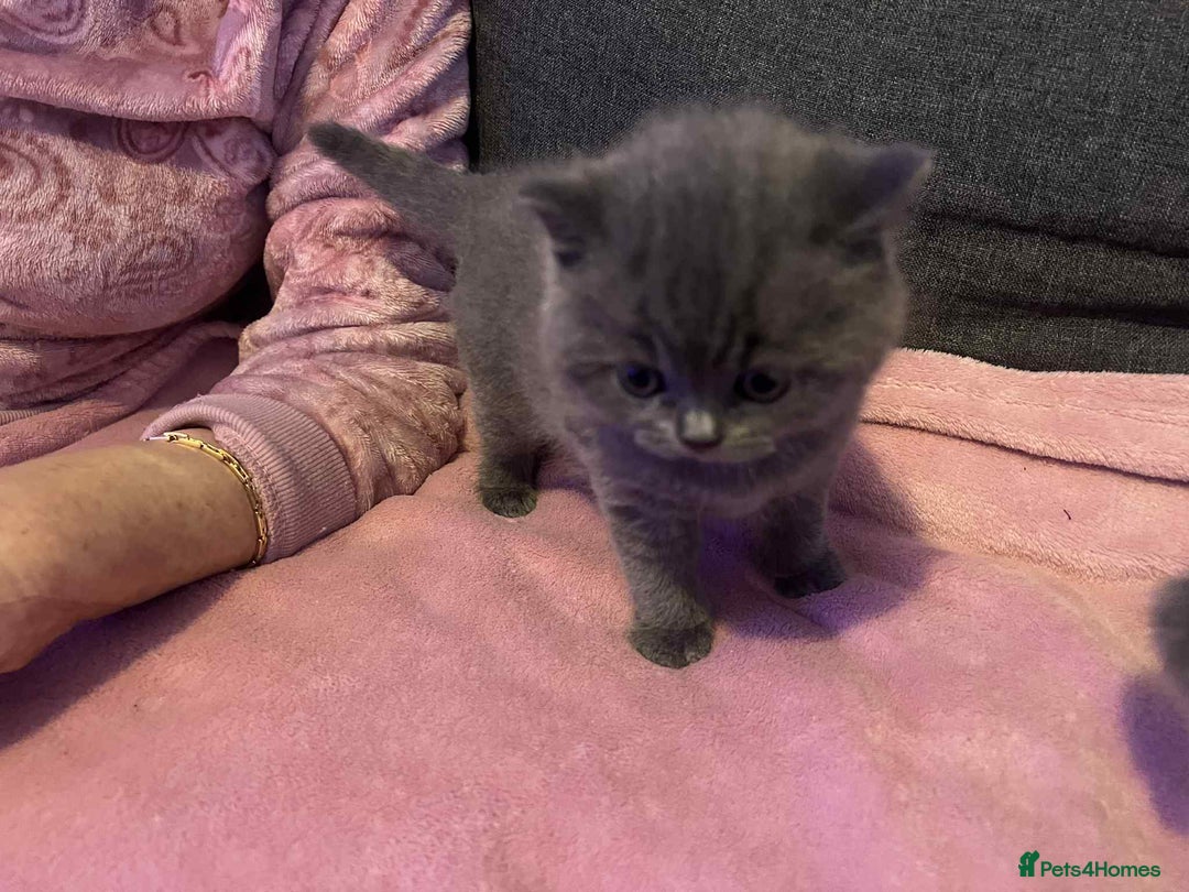 British Shorthair cats for sale: 3 Adorable BRITISH SHORTHAIR!!!!  - Advert 6
