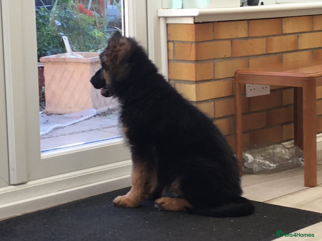 German Shepherd dogs for sale: 12 weeks German Shepard  - Image 12