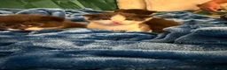 Domestic Shorthair cats for sale: Beautiful kittens  in Leicester - Advert 5
