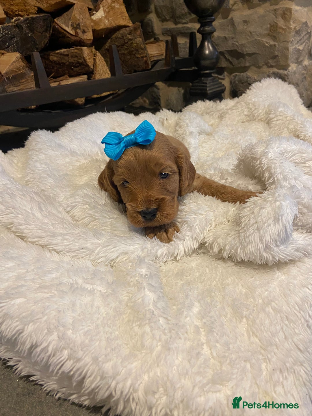Cockapoo dogs for sale: Gorgeous litter of  F1 Cockapoo’s - Image 5
