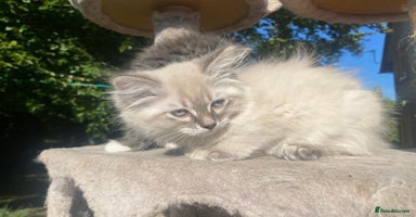 Siberian cats - Advert 4