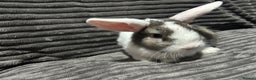Mini Lion Lop rabbits for sale: Mini lion lop  - Advert 4