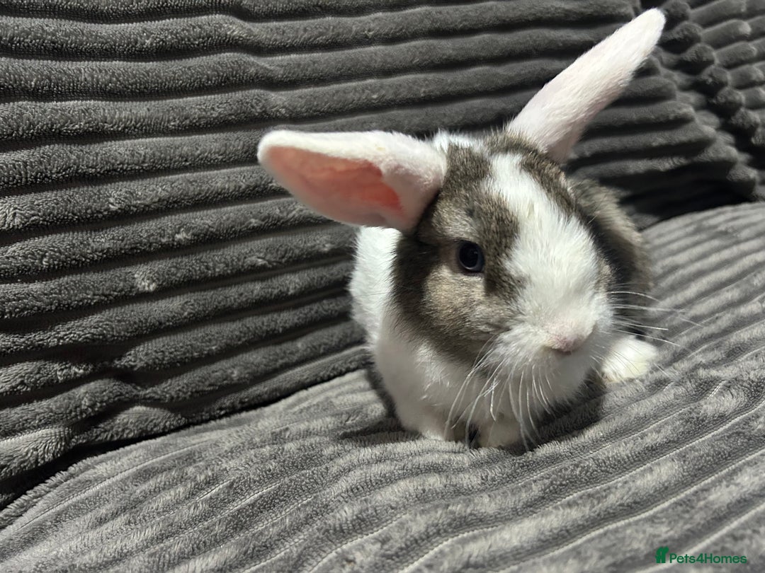 Mini Lion Lop rabbits for sale: Mini lion lop  - Advert 4