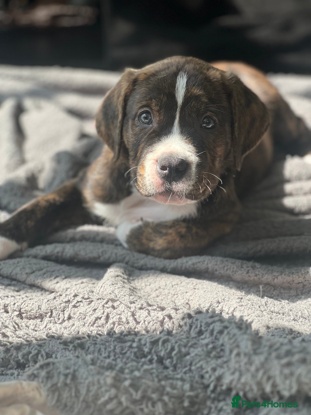Mixed Breed dogs for sale: American Bulldog X Bernese mountain Dogs  - Image 28