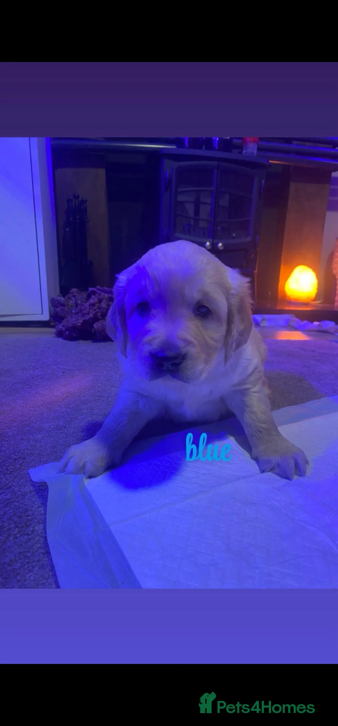 Golden Retriever dogs for sale: Gorgeous KC full pedigree golden retrievers  - Advert 6