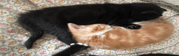 British Shorthair cats for sale: Two black kittens, one with some white    in Bristol - Advert 21